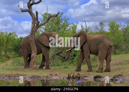 Elefante africano (Loxodonta africana), adulto, maschio, due tori, combattimento, wrestling, in acqua, Kruger National Park, Kruger National Park, South AF Foto Stock