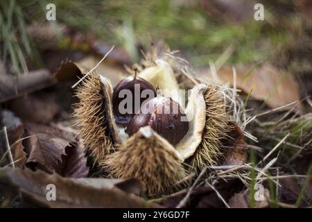 Aprire la buccia di castagno durante l'autunno di ottobre. Nome latino: Castanea sativa nella foresta con foglie autunnali. Messa a fuoco selettiva Foto Stock