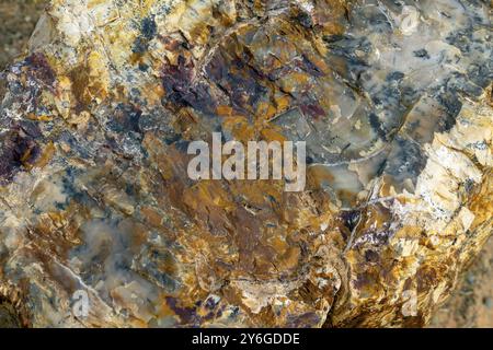 Tronco dell'albero pietrificato. Sezione trasversale primo piano struttura in legno Foto Stock