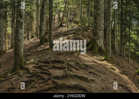 Radici di gnarled esposte intrecciate di alberi che crescono su un pendio di una collina nella foresta di montagna Foto Stock