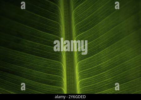Closeup astratto di foglia verde con motivo venoso piuma Foto Stock