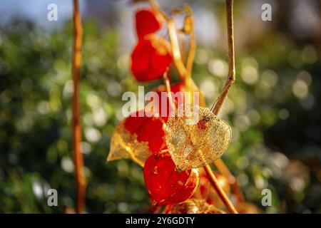 Le lanterne arancioni che fruttano calici) di Physalis alkekengi o ciliegio vescicale o lanterna giapponese cinese calmano anche la ciliegia invernale. Fiori e piante Foto Stock