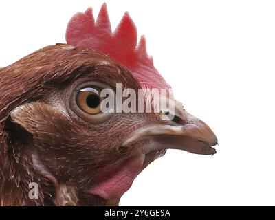 Primo piano e dettaglio della testa di pollo marrone isolata su bianco Foto Stock