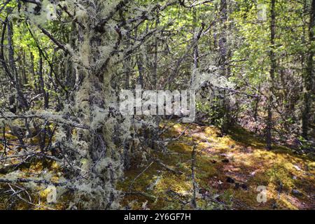 Usnea filamentosa (Usnea filipendula) sui rami degli alberi in Altai taiga Foto Stock