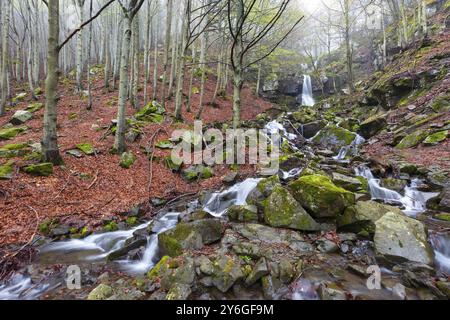 Paesaggio nella foresta di faggi primaverili con una cascata in una mattinata di nebbia Foto Stock