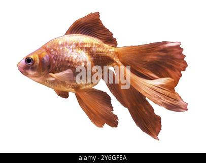 Bel pesce rosso, isolato sul bianco Foto Stock