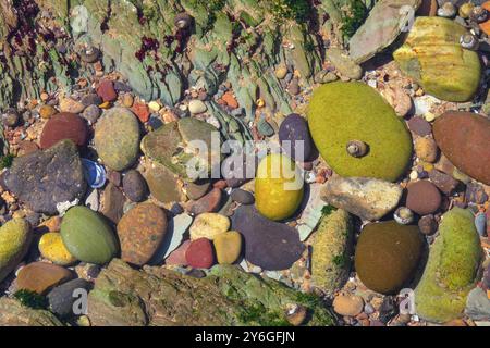 Vista ravvicinata di ciottoli multicolori sul mare spiaggia sotto l'acqua chiara di sfondo poco profonda Foto Stock