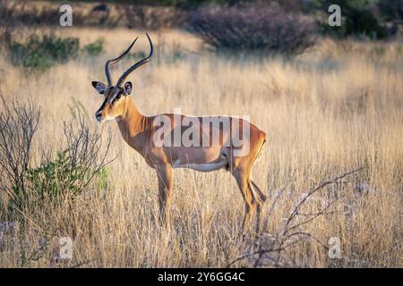 Antilope Impala isolato nella savana africana del parco nazionale Etosha Namibia. Fauna selvatica durante il safari. Viaggi e turismo nel continente africano Foto Stock