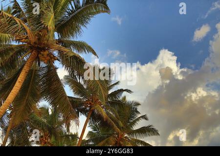 Rami di palme da cocco sotto il cielo blu Foto Stock