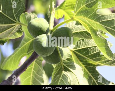 Fichi verdi sull'albero in primo piano primaverile Foto Stock