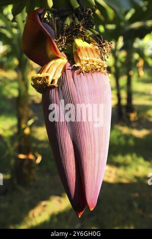 Fiore di banana nel primo piano del giardino Foto Stock