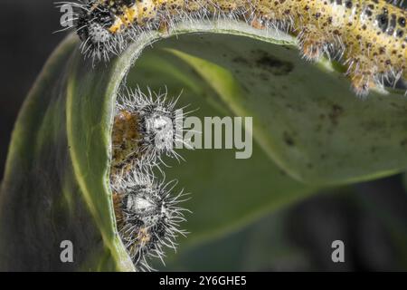 Tre macro di primo piano dei caterpillari. I caterpillars mangiano le foglie di un cavolo Foto Stock