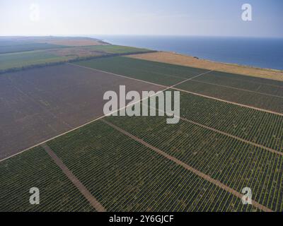 Vista aerea su vasti vigneti vicino al mare a Krasnodar, Russia, Europa Foto Stock