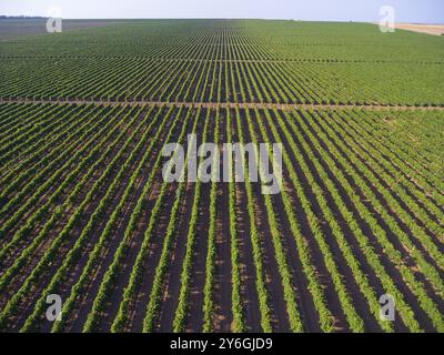 Vista aerea su vasti vigneti a Krasnodar, Russia, Europa Foto Stock