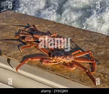 Granchi di Strigun catturati nella baia di Avacha, Kamchatka, Russia, Europa Foto Stock