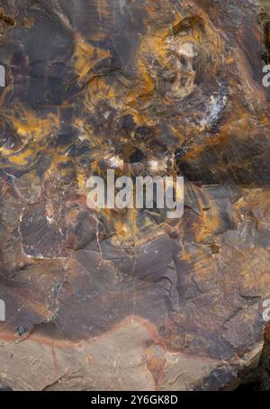Tronco di albero pietrificato. Sezione trasversale primo piano struttura in legno Foto Stock