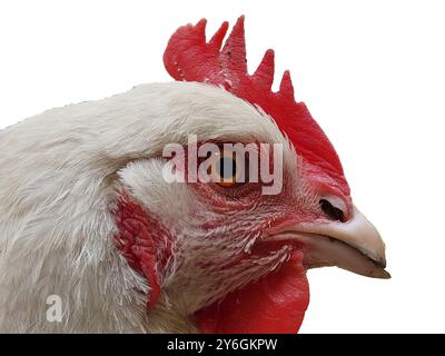 Primo piano e dettaglio della testa di pollo bianca isolata su bianco Foto Stock