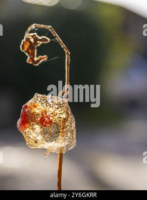 Le lanterne arancioni che fruttano calici) di Physalis alkekengi o ciliegio vescicale o lanterna giapponese cinese calmano anche la ciliegia invernale. Fiori e piante Foto Stock