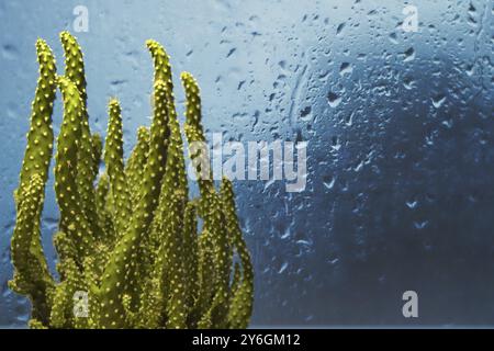 Piccolo cactus all'interno di fronte alla finestra con gocce di pioggia e sfondo blu Foto Stock