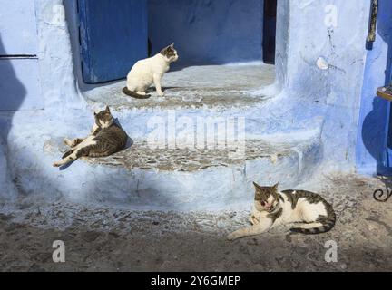 Gatti sulla tradizionale vecchia strada blu con all'interno la Medina di Chefchaouen, Marocco, Africa Foto Stock