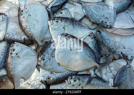 Pesce crudo di raso (mene maculata) sul mercato, sfondo Foto Stock