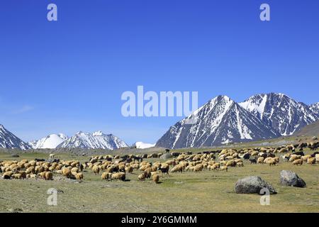 Gregge di pecore sui pascoli di montagna sullo sfondo delle cime innevate Foto Stock