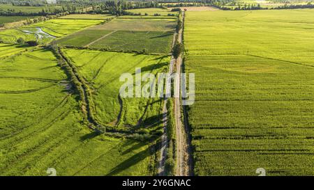 Vista aerea del campo di riso verde. Il drone ha sparato da sopra Foto Stock