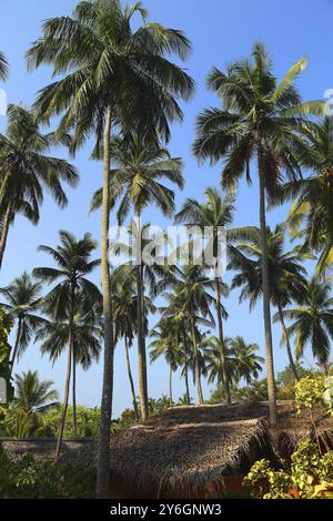 Capanna tropicale sotto alte palme da cocco Foto Stock