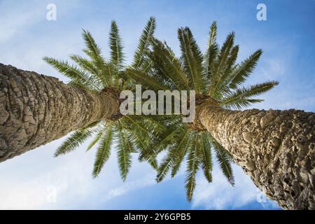 Vista ad angolo basso su due palme direttamente al sole Foto Stock