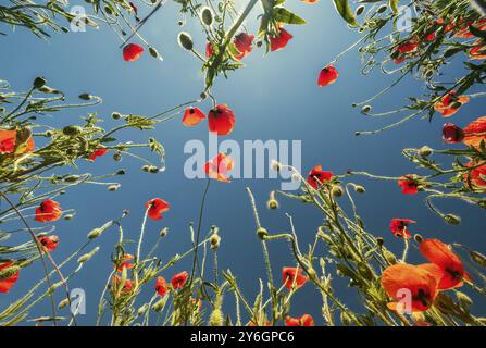 Vista dal basso dei papaveri rossi e del cielo blu. Campo di papavero estivo Foto Stock