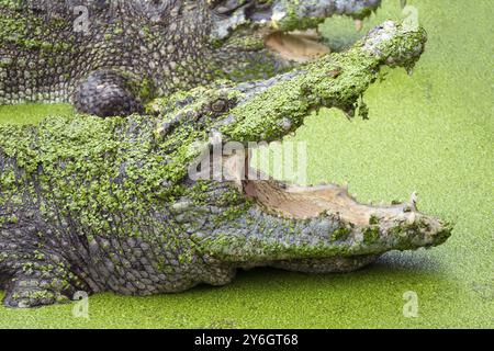 Coccodrillo con bocca aperta nel lago tra la melma verde Foto Stock