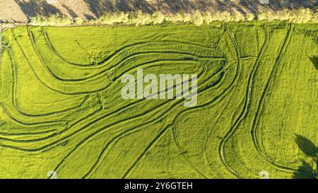 Vista aerea del campo di riso verde. Il drone ha sparato da sopra Foto Stock