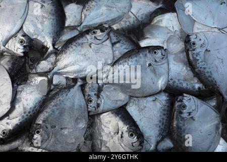 Pesce crudo di raso (mene maculata) sul mercato, sfondo Foto Stock