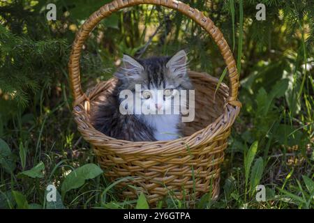 Ritratto gattino siberiano a pelo lungo nel cestino. I rami e le foglie verdi della foresta Foto Stock