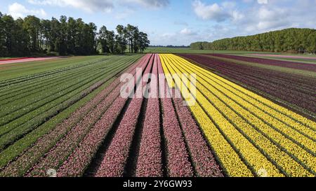 Da campi di tulipani fiorenti in Cile vicino Osorno Foto Stock