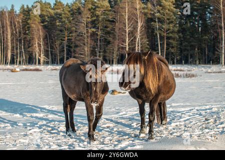 Cavallo konik polski semi-selvaggio con il suo puledro al Parco naturale del lago Engure, in Lettonia, in una giornata invernale soleggiata Foto Stock