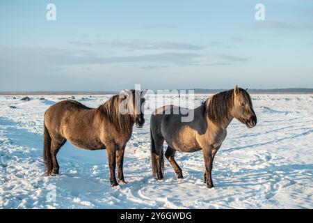 Cavallo konik polski semi-selvaggio con il suo puledro al Parco naturale del lago Engure, in Lettonia, in una giornata invernale soleggiata Foto Stock