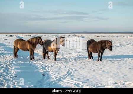 Cavallo konik polski semi-selvaggio con il suo puledro al Parco naturale del lago Engure, in Lettonia, in una giornata invernale soleggiata Foto Stock