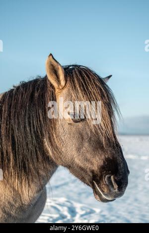 Testa il ritratto del cavallo konik polski semi-selvatico al parco naturale del lago Engure, in Lettonia, in una giornata invernale soleggiata Foto Stock