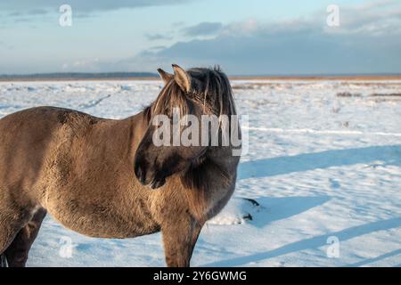 Cavallo konik polski semi-selvaggio con il suo puledro al Parco naturale del lago Engure, in Lettonia, in una giornata invernale soleggiata Foto Stock