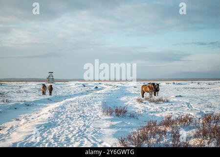 Gruppo di cavalli konik polski semi-selvatici nel Parco naturale del lago Engure, in Lettonia, in una giornata invernale di sole Foto Stock