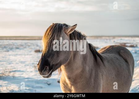 Ritratto del cavallo konik polski semi-selvatico al Parco naturale del lago Engure, in Lettonia, in un giorno d'inverno soleggiato Foto Stock