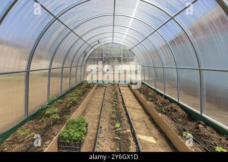 Righe di cetriolo di pomodori e di piante di pepe cresce dentro di serra con irrigazione di gocciolamento Foto Stock