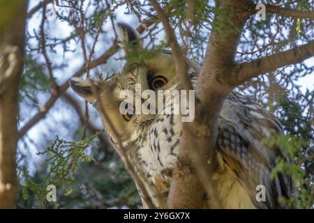 Gufo dalle orecchie lunghe (Asio otus) seduto sul pino Foto Stock