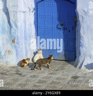 Gatti sulla tradizionale vecchia strada blu con all'interno la Medina di Chefchaouen, Marocco, Africa Foto Stock