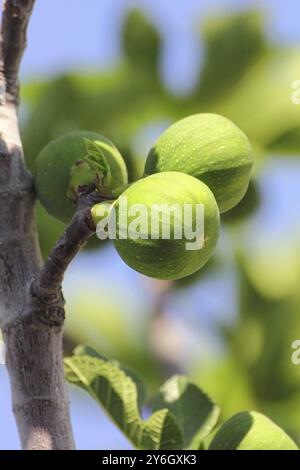 Fichi verdi sull'albero in primo piano primaverile Foto Stock