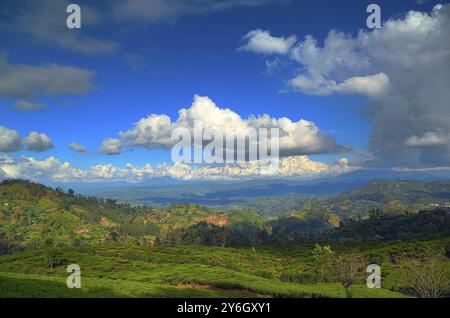 Splendido paesaggio montano con piantagione di tè in Sri Lanka Foto Stock