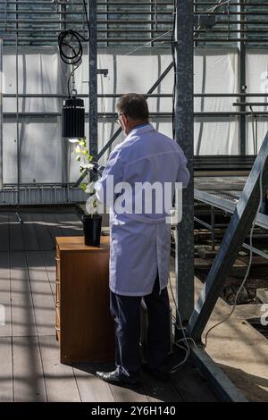 Scienziato che misura la fotosintesi delle piante utilizzando un dispositivo portatile in laboratorio. Foto Stock