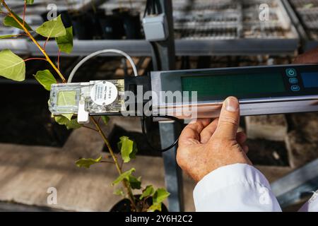 Scienziato che misura la fotosintesi delle piante utilizzando un dispositivo portatile in laboratorio. Foto Stock