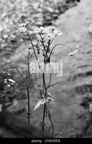 piccolo fiore bianco e nero Foto Stock